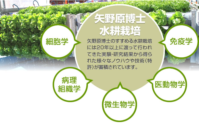 矢野原博士の薦める水耕栽培の特徴は20年以上に渡って下記分野にて実験・研究されてきた結果の手法であり、様々なノウハウ・技術力が蓄積されております。
